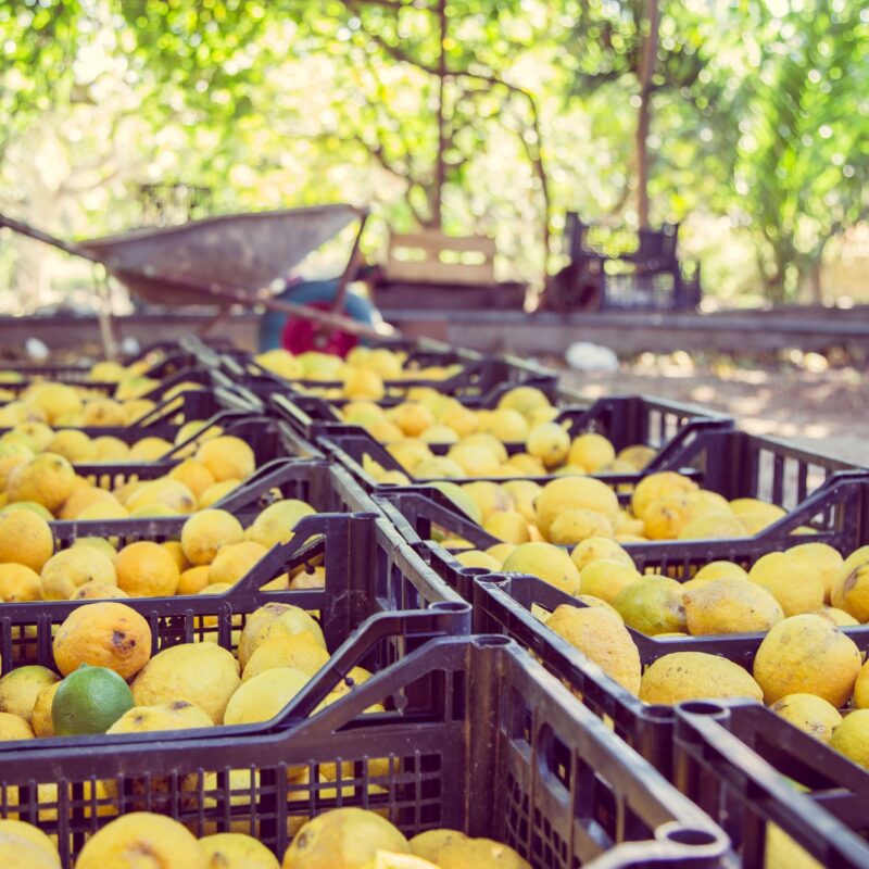 I nostri limoni in Italia e all’Estero
